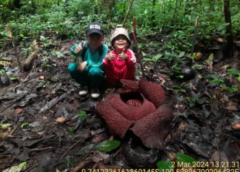 Keempat di Tahun 2024, Rafflesia Arnoldi Mekar di Gaduang Beo Saniangbaka