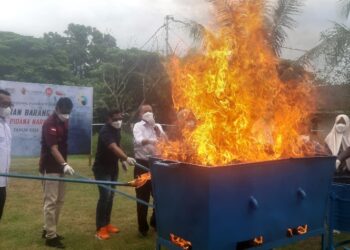 BNNP Sumatera Barat Musnahkan BB 141,7 kg Ganja Sitaan Kasus Tanjung Beringin, Pasaman