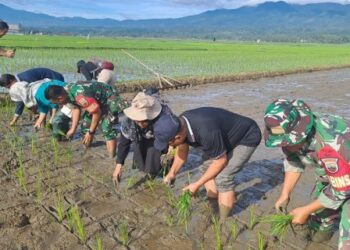 Tingkatkan Produksi, Dinas Pertanian Kota Solok Tanam Padi Bersama