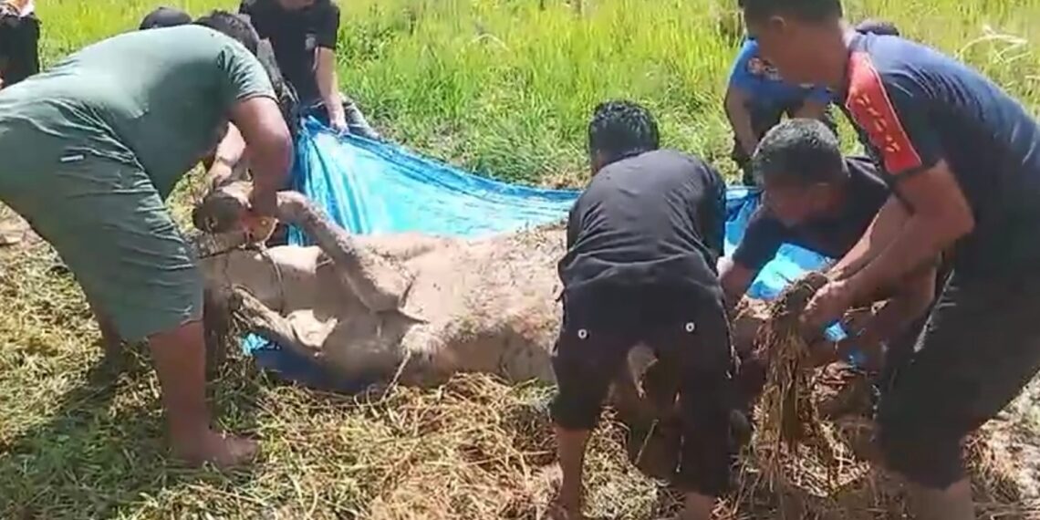 Petugas Damkar Kabupaten Solok Evakuasi Sapi Terperosok Masuk Sawah