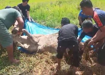 Petugas Damkar Kabupaten Solok Evakuasi Sapi Terperosok Masuk Sawah