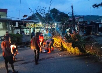 Pohon Tumbang Akibat Angin Kencang di Padang, Akses Jalan Sempat Terganggu