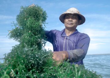 Pemberdayaan BRI Tingkatkan Skala Usaha Klaster Usaha Rumput Laut Semaya di Nusa Penida