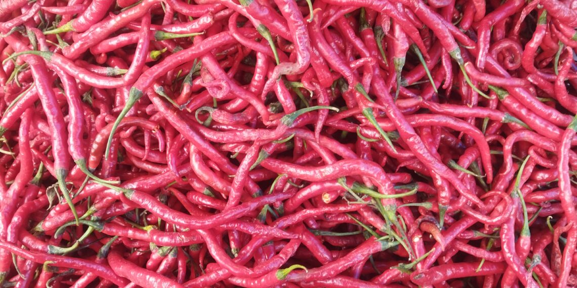 Panen Melimpah, Harga Cabai Merah Turun hingga Rp 22.000 per Kilogram