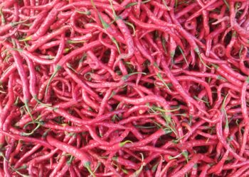 Panen Melimpah, Harga Cabai Merah Turun hingga Rp 22.000 per Kilogram