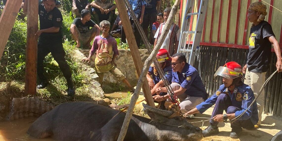 Seekor Kerbau Terperosok Masuk Sumur Sedalam 6 Meter, Begini Kondisinya Usai Ditarik Keluar