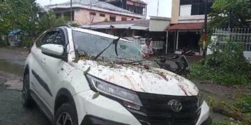 Hujan dan Angin Kencang Sebabkan Pohon Tumbang di Padang, Satu Mobil Rusak Berat