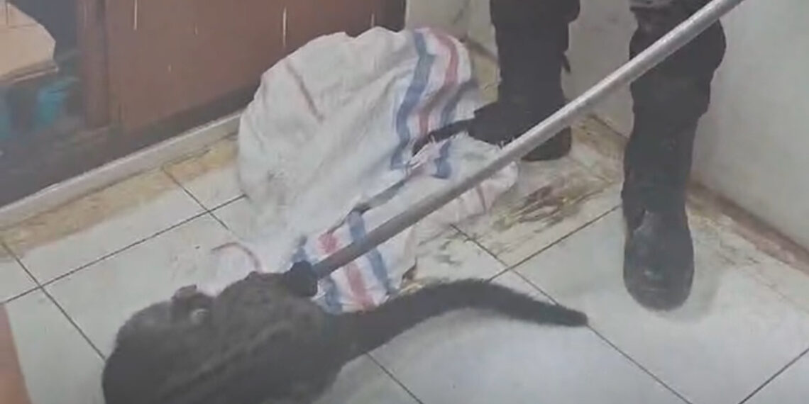 Sembunyi di Lemari, Damkar Evakuasi Seekor Musang di Mal Pelayanan Publik Kabupaten Solok