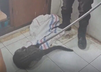 Sembunyi di Lemari, Damkar Evakuasi Seekor Musang di Mal Pelayanan Publik Kabupaten Solok