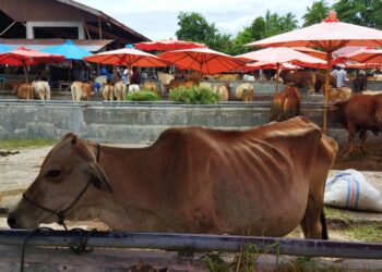 Cegah Penyebaran PMK, Dinas Pertanian Kabupaten Solok Siapkan 2.000 Vaksin