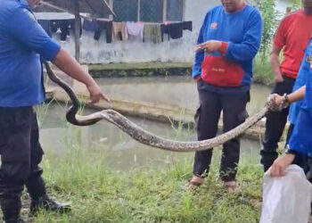 Ular Piton Sepanjang 2,5 Meter Masuk Kandang Ayam Warga di Solok