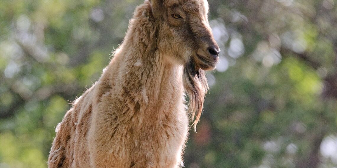 Daftar Peringatan di 24 Mei, Ada Hari Markhor Internasional!