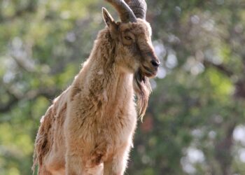 Daftar Peringatan di 24 Mei, Ada Hari Markhor Internasional!