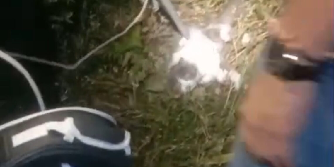 Aksi Cepat Damkar Kabupaten Solok Temukan Kucing Peliharaan Warga yang Hilang Dua Hari