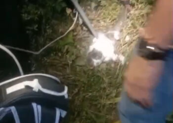 Aksi Cepat Damkar Kabupaten Solok Temukan Kucing Peliharaan Warga yang Hilang Dua Hari