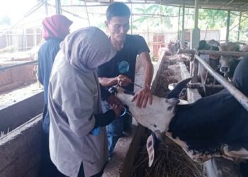 Periksa 70 Kandang, UPTD Keswan Padang Tandai Hewan Kurban dengan Stiker Biru