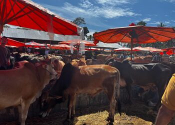 Hari Puncak, Pasar Ternak Muaro Paneh Ramai Jelang Lebaran Haji