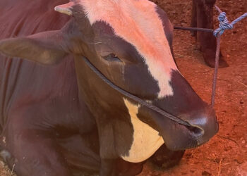 Panitia Kurban Diimbau Pisahkan Daging Sapi dan Jeroan saat akan Dibagikan kepada Warga