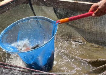 Maggot BSF sebagai Pakan Ikan Kolaborasi PT Semen Padang dan Unand,  Hasilkan Nila Tumbuh Signifikan