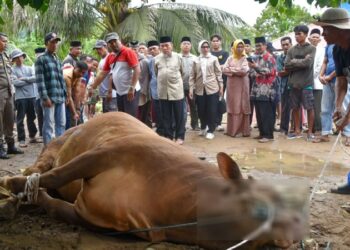 Limosin Kurban Presiden Prabowo Akhirnya Tumbang di Bungus Timur, Berkah Idul Adha bagi 500 KK
