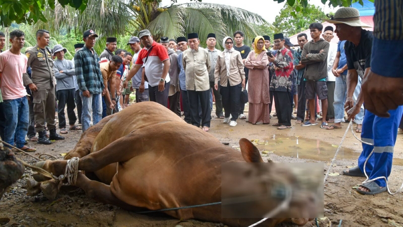Limosin Kurban Presiden Prabowo Akhirnya Tumbang di Bungus Timur, Berkah Idul Adha bagi 500 KK